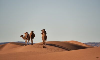 camels 4134934 960 720
